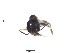  (Pheidole ACY2743 - BCYT112)  @12 [ ] CreativeCommons - Attribution (2015) David Donoso UTPL