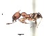  (Pheidole ACY3296 - BCYT215)  @13 [ ] CreativeCommons - Attribution (2015) David Donoso UTPL