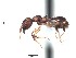 (Pheidole ACY3295 - BCYT216)  @13 [ ] CreativeCommons - Attribution (2015) David Donoso UTPL