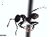  (Pheidole ACY2147 - BCYT223)  @13 [ ] CreativeCommons - Attribution (2015) David Donoso UTPL