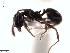  (Pheidole tennantae - BCYT248)  @13 [ ] CreativeCommons - Attribution (2015) David Donoso UTPL