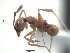  (Pheidole ACY2746 - BCYT273)  @13 [ ] CreativeCommons - Attribution (2015) David Donoso UTPL