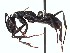  (Neoponera ecu39794 - BCYT309)  @14 [ ] CreativeCommons - Attribution (2015) David Donoso UTPL