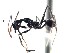  (Pheidole ACY2358 - BCYT321)  @14 [ ] CreativeCommons - Attribution (2015) David Donoso UTPL