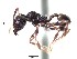  (Pheidole ACY2436 - BCYT405)  @13 [ ] CreativeCommons - Attribution (2015) David Donoso UTPL