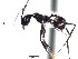  (Pheidole ACY2078 - BCYT445)  @13 [ ] CreativeCommons - Attribution (2015) David Donoso UTPL