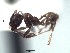  (Pheidole EC098 - BCYT462)  @11 [ ] CreativeCommons - Attribution (2015) David Donoso UTPL