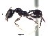  (Pheidole ACY2176 - BCYT486)  @12 [ ] CreativeCommons - Attribution (2015) David Donoso UTPL