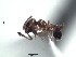  (Pheidole ACY3297 - BCYT522)  @12 [ ] CreativeCommons - Attribution (2015) David Donoso UTPL