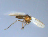  (Procladius paragretis - GL14)  @12 [ ] CreativeCommons - Attribution Non-Commercial Share-Alike (2011) Elisabeth Stur Norwegian University of Science and Technology, Museum of Natural History and Archaeology