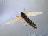  (Chironomus pilicornis - GL18)  @13 [ ] CreativeCommons - Attribution Non-Commercial Share-Alike (2011) Elisabeth Stur Norwegian University of Science and Technology, Museum of Natural History and Archaeology