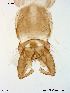  ( - GL21)  @12 [ ] CreativeCommons - Attribution Non-Commercial Share-Alike (2011) Elisabeth Stur Norwegian University of Science and Technology, Museum of Natural History and Archaeology