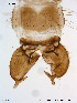  ( - GL23)  @12 [ ] CreativeCommons - Attribution Non-Commercial Share-Alike (2011) Elisabeth Stur Norwegian University of Science and Technology, Museum of Natural History and Archaeology
