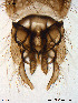  ( - GL25)  @12 [ ] CreativeCommons - Attribution Non-Commercial Share-Alike (2011) Elisabeth Stur Norwegian University of Science and Technology, Museum of Natural History and Archaeology