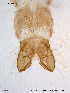  ( - GL33)  @12 [ ] CreativeCommons - Attribution Non-Commercial Share-Alike (2011) Elisabeth Stur Norwegian University of Science and Technology, Museum of Natural History and Archaeology