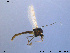  (Cricotopus sp. 27ES - GL39)  @13 [ ] CreativeCommons - Attribution Non-Commercial Share-Alike (2011) Elisabeth Stur Norwegian University of Science and Technology, Museum of Natural History and Archaeology