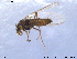  (Rheocricotopus chapmani - GL45)  @13 [ ] CreativeCommons - Attribution Non-Commercial Share-Alike (2011) Elisabeth Stur Norwegian University of Science and Technology, Museum of Natural History and Archaeology