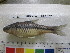  ( - RB11-D094)  @13 [ ] CreativeCommons - Attribution Non-Commercial Share-Alike (2012) SAIAB SAIAB