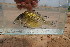  (Tylochromis bangwelensis - TVB2)  @11 [ ] Copyright (c) (2020) Frederic D.B. Schedel University of Basel