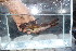  (Synodontis unicolor - UGE9)  @11 [ ] Copyright (c) (2021) Frederic D.B. Schedel University of Basel