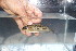  ( - UGF6)  @11 [ ] Copyright (c) (2021) Frederic D.B. Schedel University of Basel