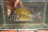  (Tylochromis mylodon - UIE5)  @11 [ ] Copyright (c) (2021) Frederic D.B. Schedel University of Basel