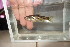  ( - UNA5)  @11 [ ] Copyright (c) (2022) Frederic D.B. Schedel University of Basel