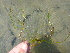  ( - CCDB-23363-H11)  @11 [ ] CreativeCommons - Attribution Non-Commercial Share-Alike (2014) Unspecified Archipelago Marine Research Ltd.