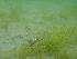  ( - CCDB-23363-H11)  @11 [ ] CreativeCommons - Attribution Non-Commercial Share-Alike (2014) Unspecified Archipelago Marine Research Ltd.
