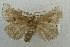  (Natada fusca_complex - USNM ENT 00173013)  @11 [ ] Unspecified (default): All Rights Reserved  Unspecified Unspecified
