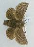  ( - USNM ENT 00173014)  @11 [ ] Unspecified (default): All Rights Reserved  Unspecified Unspecified