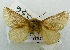  (Epiperola browni - USNM ENT 00172995)  @11 [ ] Unspecified (default): All Rights Reserved  Unspecified Unspecified