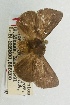  (Natada varablancana - USNM ENT 00172996)  @11 [ ] Unspecified (default): All Rights Reserved  Unspecified Unspecified