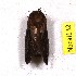  ( - USNM ENT 00172938)  @11 [ ] by-nc-sa (2023) Lucas Micheels George Washington University