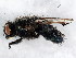  ( - BIOUG01013-B12)  @13 [ ] CreativeCommons - Attribution (2011) CBG Photography Group Centre for Biodiversity Genomics