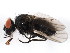  ( - BIOUG01014-A02)  @14 [ ] CreativeCommons - Attribution (2011) CBG Photography Group Centre for Biodiversity Genomics