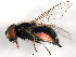  ( - BIOUG01014-C07)  @14 [ ] CreativeCommons - Attribution (2011) CBG Photography Group Centre for Biodiversity Genomics