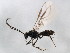  (Dacnusa groenlandica - BIOUG01913-B07)  @13 [ ] CreativeCommons - Attribution (2012) CBG Photography Group Centre for Biodiversity Genomics