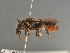  (Megachile pilicrus - BC ZSM HYM 11915)  @11 [ ] CreativeCommons - Attribution Non-Commercial Share-Alike (2014) Stefan Schmidt SNSB, Zoologische Staatssammlung Muenchen