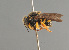  ( - BC ZSM HYM 11932)  @11 [ ] CreativeCommons - Attribution Non-Commercial Share-Alike (2014) Stefan Schmidt SNSB, Zoologische Staatssammlung Muenchen