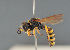  ( - BC ZSM HYM 11942)  @11 [ ] CreativeCommons - Attribution Non-Commercial Share-Alike (2014) Stefan Schmidt SNSB, Zoologische Staatssammlung Muenchen
