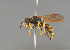  ( - BC ZSM HYM 11943)  @11 [ ] CreativeCommons - Attribution Non-Commercial Share-Alike (2014) Stefan Schmidt SNSB, Zoologische Staatssammlung Muenchen
