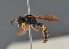  ( - BC ZSM HYM 11944)  @11 [ ] CreativeCommons - Attribution Non-Commercial Share-Alike (2014) Stefan Schmidt SNSB, Zoologische Staatssammlung Muenchen