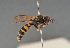  ( - BC ZSM HYM 11950)  @11 [ ] CreativeCommons - Attribution Non-Commercial Share-Alike (2014) Stefan Schmidt SNSB, Zoologische Staatssammlung Muenchen