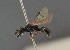  ( - BC ZSM HYM 11958)  @11 [ ] CreativeCommons - Attribution Non-Commercial Share-Alike (2014) Stefan Schmidt SNSB, Zoologische Staatssammlung Muenchen