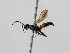  ( - BC ZSM HYM 11103)  @11 [ ] CreativeCommons - Attribution Non-Commercial Share-Alike (2018) SNSB, Staatliche Naturwissenschaftliche Sammlungen Bayerns ZSM (SNSB, Zoologische Staatssammlung Muenchen)