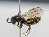  ( - BC ZSM HYM 11114)  @11 [ ] CreativeCommons - Attribution Non-Commercial Share-Alike (2018) SNSB, Staatliche Naturwissenschaftliche Sammlungen Bayerns ZSM (SNSB, Zoologische Staatssammlung Muenchen)