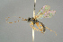  ( - BC ZSM HYM 15597)  @11 [ ] CreativeCommons - Attribution Non-Commercial Share-Alike (2017) SNSB, Staatliche Naturwissenschaftliche Sammlungen Bayerns ZSM (SNSB, Zoologische Staatssammlung Muenchen)