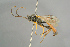  ( - BC ZSM HYM 15615)  @11 [ ] CreativeCommons - Attribution Non-Commercial Share-Alike (2017) SNSB, Staatliche Naturwissenschaftliche Sammlungen Bayerns ZSM (SNSB, Zoologische Staatssammlung Muenchen)