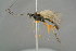  ( - BC ZSM HYM 19848)  @11 [ ] CreativeCommons - Attribution Non-Commercial Share-Alike (2017) SNSB, Staatliche Naturwissenschaftliche Sammlungen Bayerns ZSM (SNSB, Zoologische Staatssammlung Muenchen)